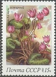 Cyclamen (Cyclamen elegans)