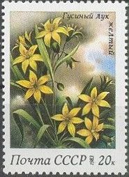Yellow Star of Bethlehem (Gagea lutea)