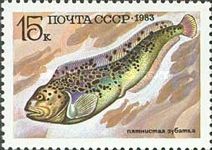 Spotted Wolf-fish (Anarhichas minor)