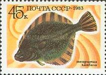 Starry Flounder (Platichthys stellatus)
