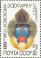 Mandrill (Mandrillus sphinx)