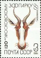 Bontebok (Damaliscus pygargus)