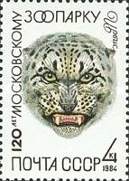 Snow Leopard (Panthera uncia)