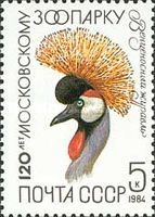 Grey Crowned Crane (Balearica regulorum)