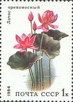 Lotus (Nelumbo nucifera)
