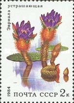 Prickly Water Lily (Euryale ferox)