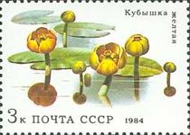 Yellow Water Lilies (Nuphar lutea)