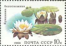 White Water Lilies (Nymphaea alba)