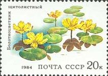 Marsh Flowers (Nymphoides peltata)