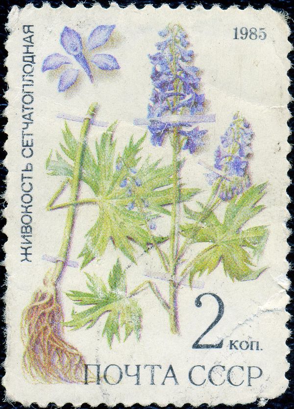 Larkspur (Delphinium dictyocarpum)