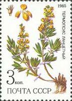 Lupine (Thermopsis lanceolata)