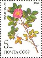 Prickly Rose (Rosa Acicularis)