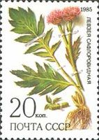 Cornflower (Rhaponticum carthamoides)