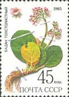 Bergenia (Bergenia crassifolia)