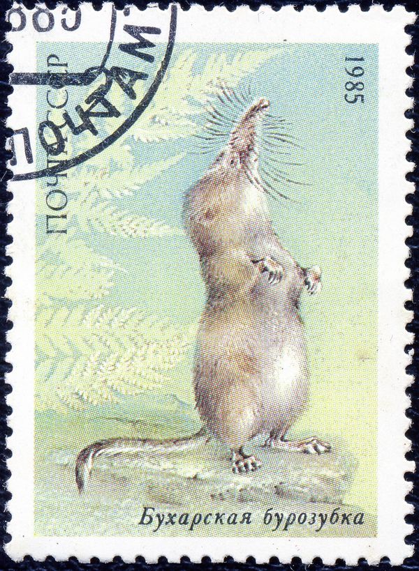 Pamir Shrew (Sorex buchariensis)