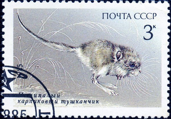 Five-toed Pygmy Jerboa (Cardiocranius paradoxus)