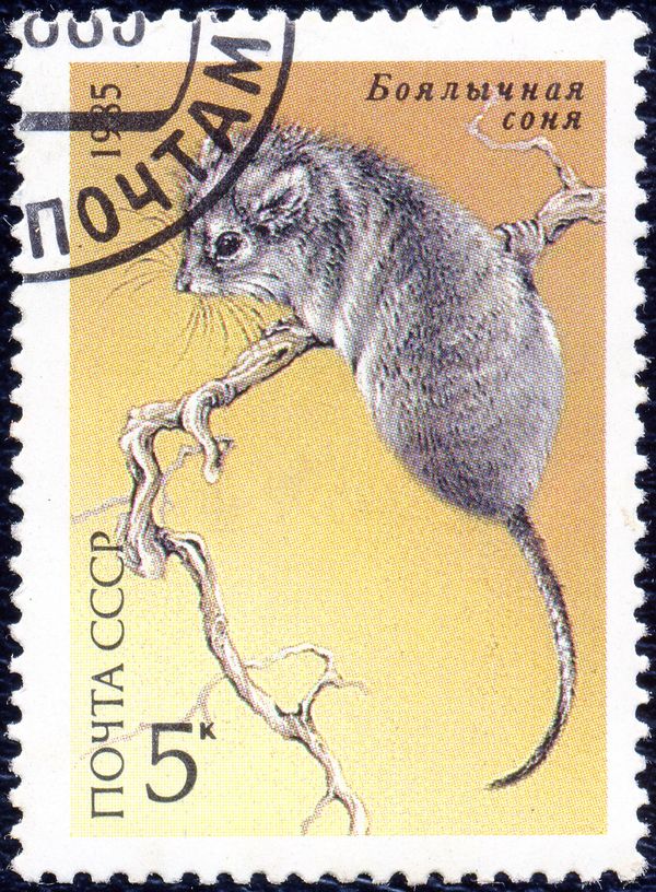 Desert Dormouse (Selevinia betpakdalaensis)