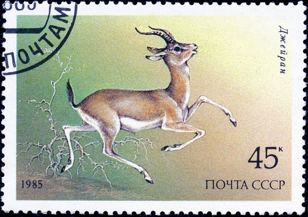 Goitered Gazelle (Gazella subgutturosa)