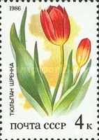 Schrenk's Tulip (Tulipa schrenkii)