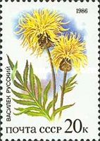 Cornflower (Centaurea moschata)