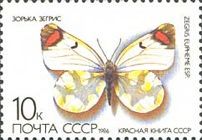 Sooty Orange Tip (Zegris eupheme)