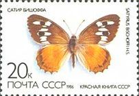 Orange Hermit (Satyrus bischoffi)