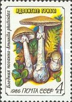 Death Cap (Amanita phalloides)