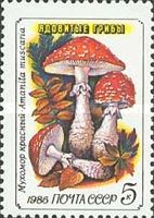 Fly Agaric (Amanita muscaria)
