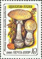 Panther Cap (Amanita Pantherina)