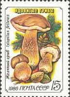 Bitter Bollete (Tylopilus felleus)