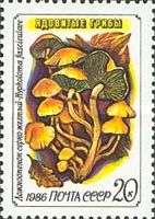 Sulphur Tuft (Hypholoma fasciculare)