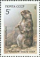 Menzbier's Marmot (Marmota menzbieri)