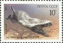 Honey Badger (Mellivora capensis)