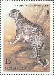 Snow Leopard (Uncia uncia)