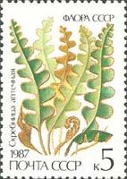 Rusty Back (Ceterach officinarum)