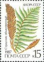 Ostrich Fern (Matteuccia struthiopteris)