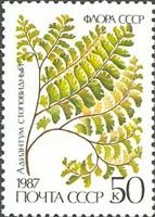Northern Maidenhair Fern (Adiantum pedatum)