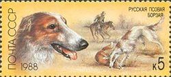 Borzoi (Canis lupus familiaris)