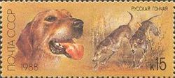 Russian Hound (Canis lupus familiaris)