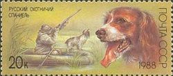 Russian Spaniel (Canis lupus familiaris)