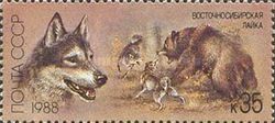 East Siberian Laika (Canis lupus familiaris)
