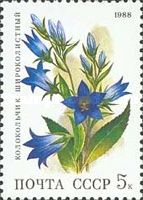 Giant Bellflower (Campanula latifolia)