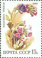 Lungwort (Pulmonaria obscura)