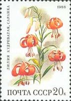 Turk's-cap Lily (Lilium martagon)