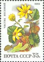 Pilewort (Ficaria verna)