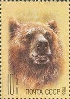 Brown Bear (Ursus arctos)