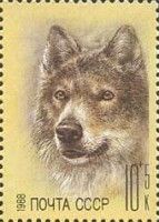 Wolf (Canis lupus)