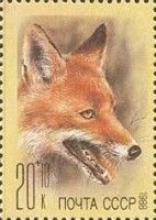 Red Fox (Vulpes vulpes)