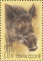 Wild Boar (Sus scrofa)