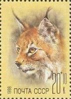 Eurasian Lynx (Lynx lynx)